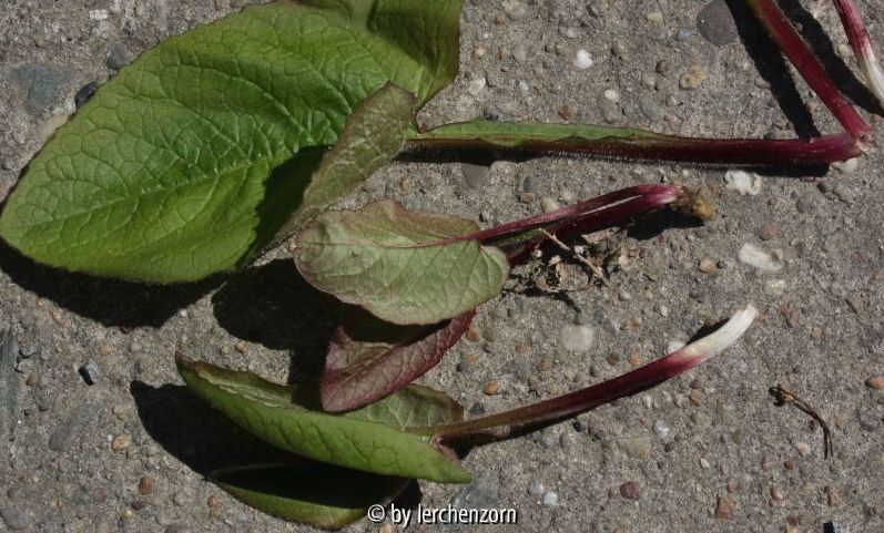 Cicerbita macrophylla