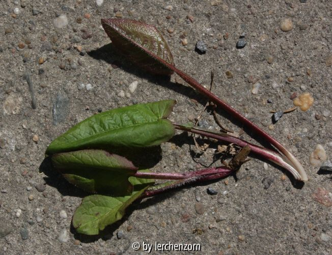 Cicerbita macrophylla