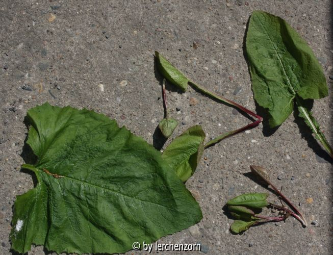 Cicerbita macrophylla