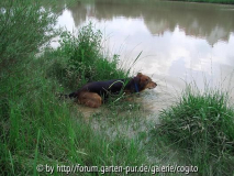 teich16.JPG