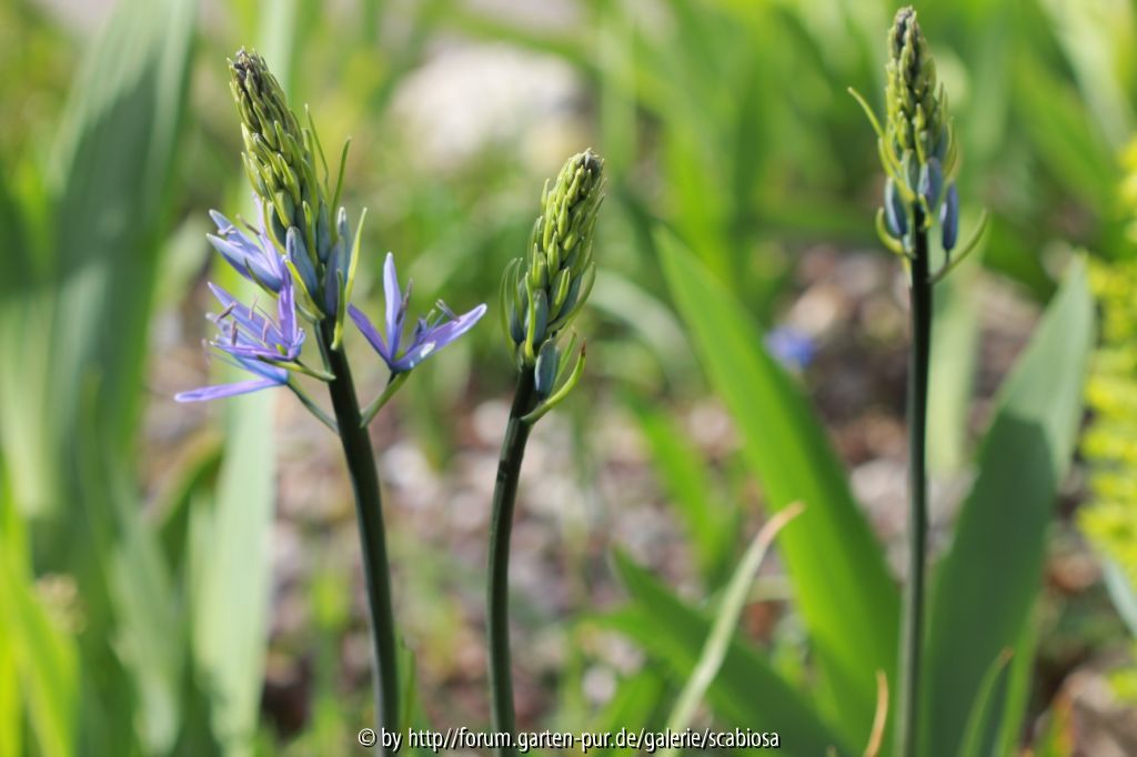 Camassia