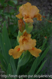 Orange Petals