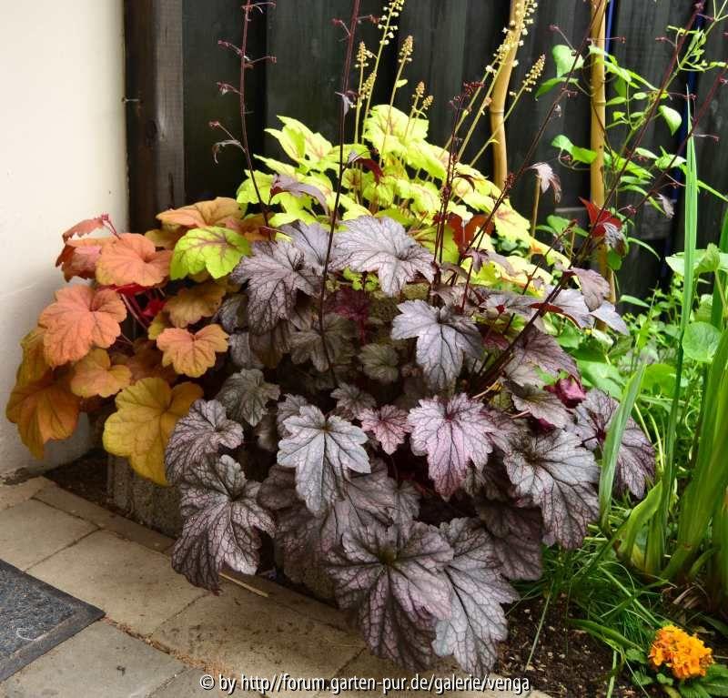 Heuchera