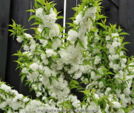 Prunus glandulosa 'Alba Plena'