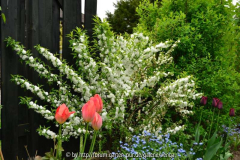 Prunus glandulosa 'Alba Plena'
