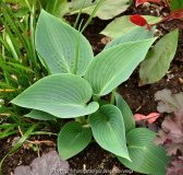 hosta-blue-cadet.jpg
