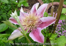 Clematis Empress?