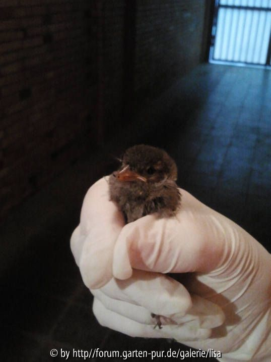 spatz?