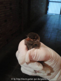 spatz?