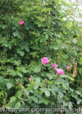 Gertrude Jekyll
