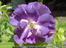 Rhapsodie in Blue 2