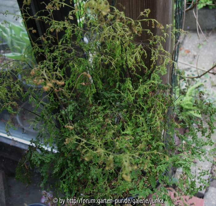 Adiantum  ???
