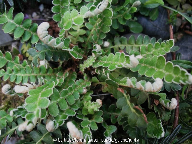  Asplenium cetrach 2014