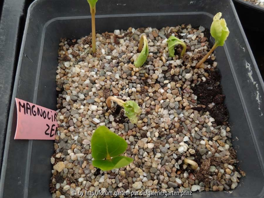 Magnolia zenii Germination May 2014