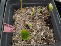 Magnolia zenii Germination May 2014