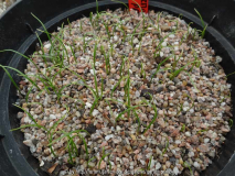 Lilium formosanum var. pricei Germinatio