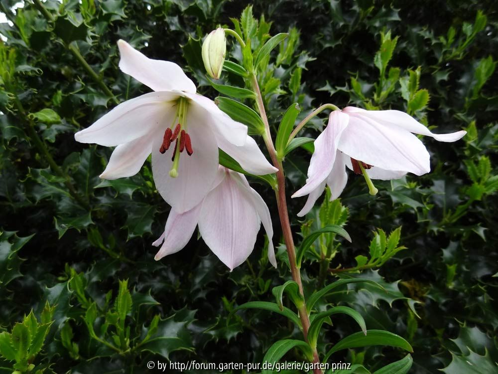Lilium mackliniae May 2014