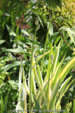 Iris pallida 'Aureo Variegata'