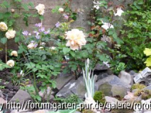 neues beet.jpg