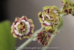 Primula X Auricula Fidder Green