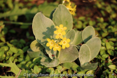 Primula auricula