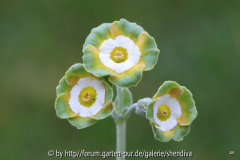 Primula x Auricula 'Sweet Pastures' GYF