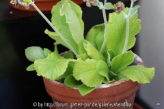 Primula X Auricula 