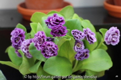 Primula x auricula 'Miss Bluey'