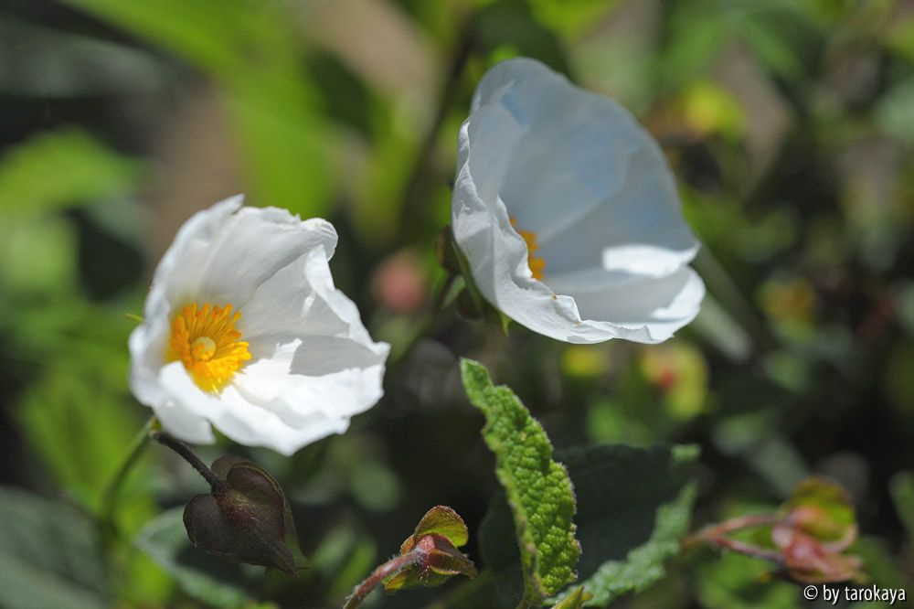 cistus laurifolius14