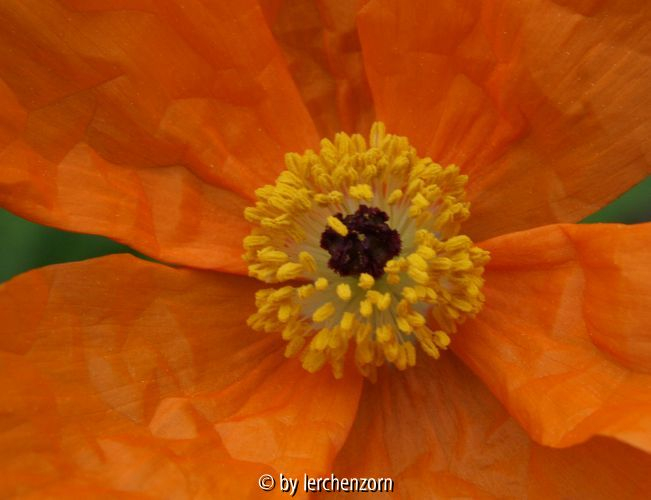 Papaver lateritium