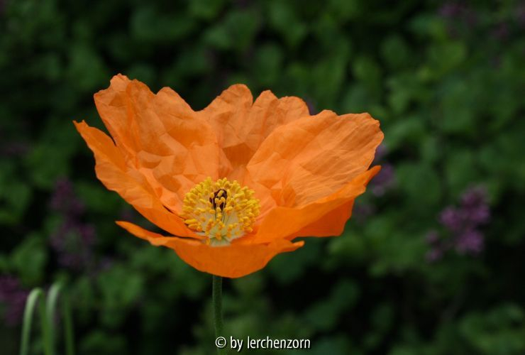 Papaver lateritium