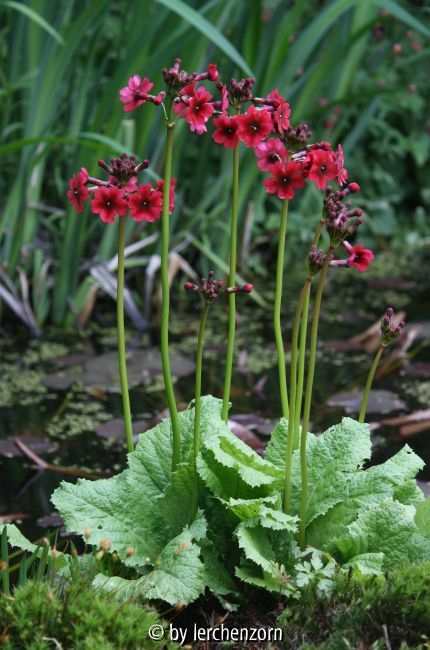 Primula japonica