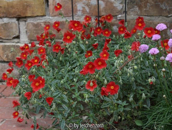Helianthemum Cult. karminrot