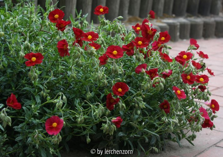 Helianthemum Supreme