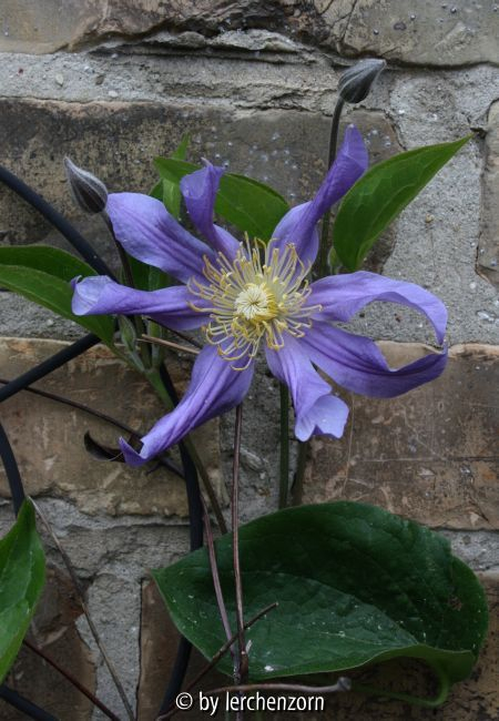 Clematis Juuli