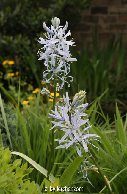 Camassia cusickii