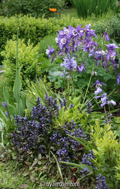 Ajuga Chocolate Chip