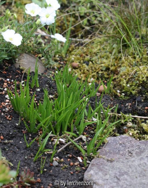 Rhodohypoxis TetraRed