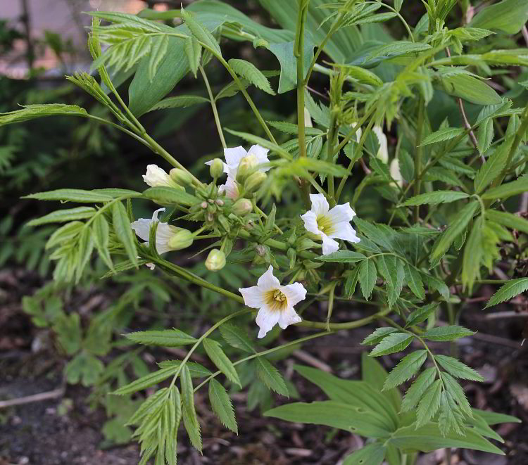 Xanthoceras sorbifolium