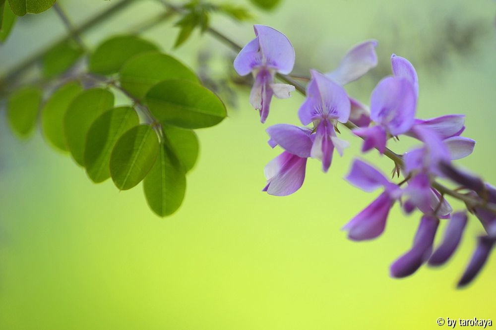 indigofera kirilowii einzelblüten