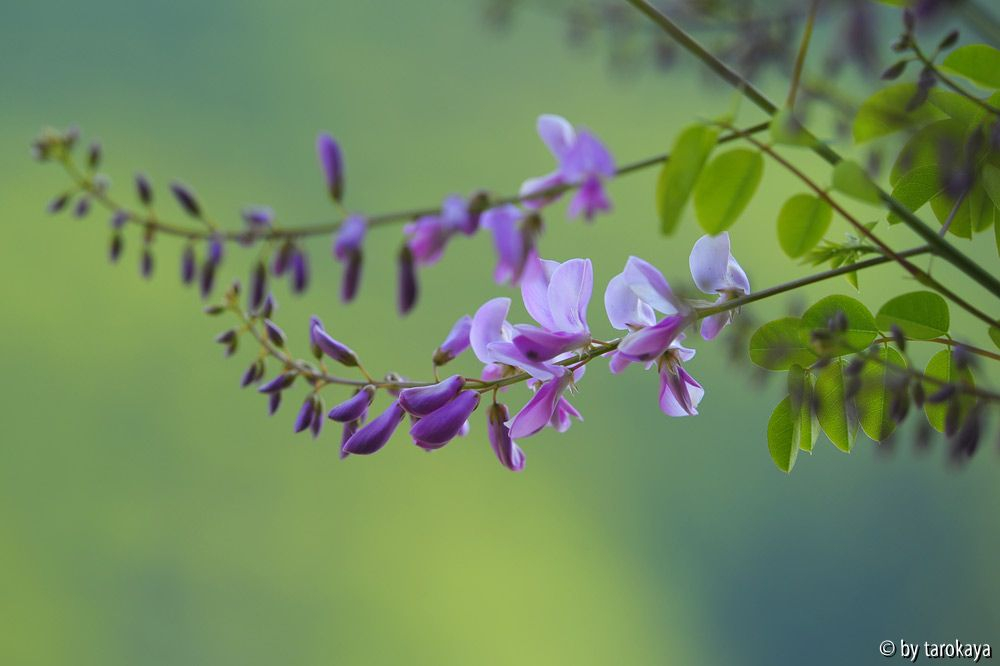 indigofera kirilowii blüten