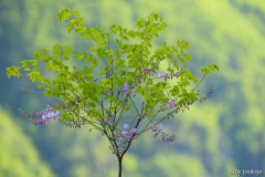 indigofera kirilowii