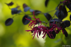 loropetalum chinensis 'black pearl'