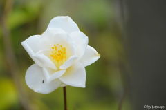 lily pons mai14