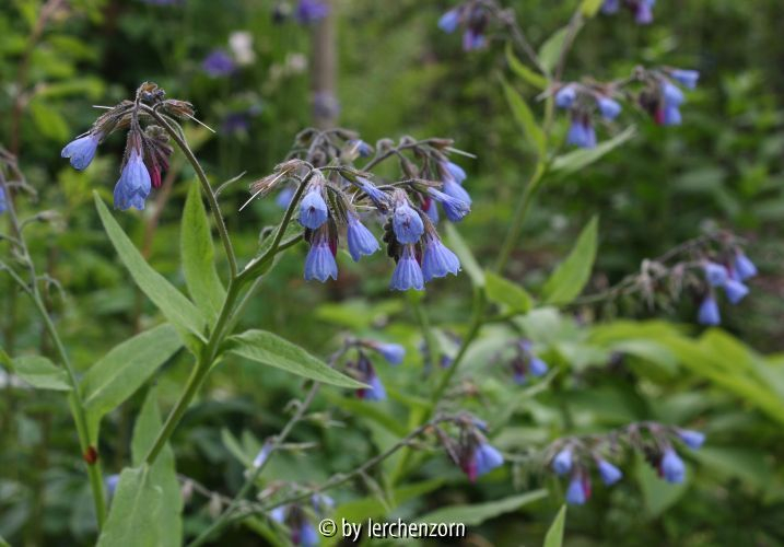Symphytum caucasicum