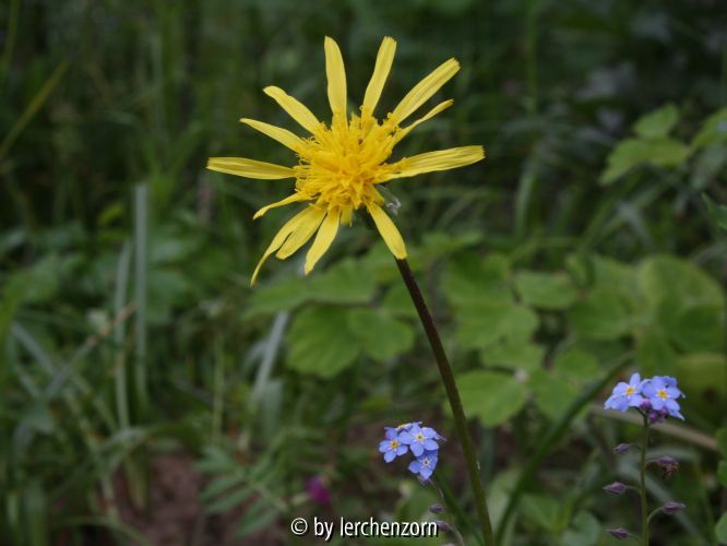 Scorzonera humilis