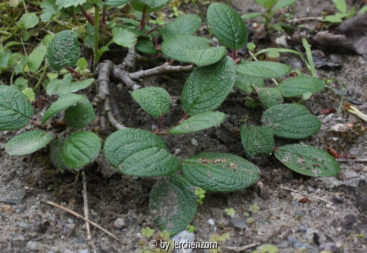Salix reticulata