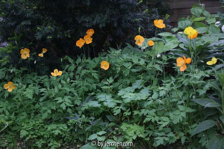 Meconopsis cambrica