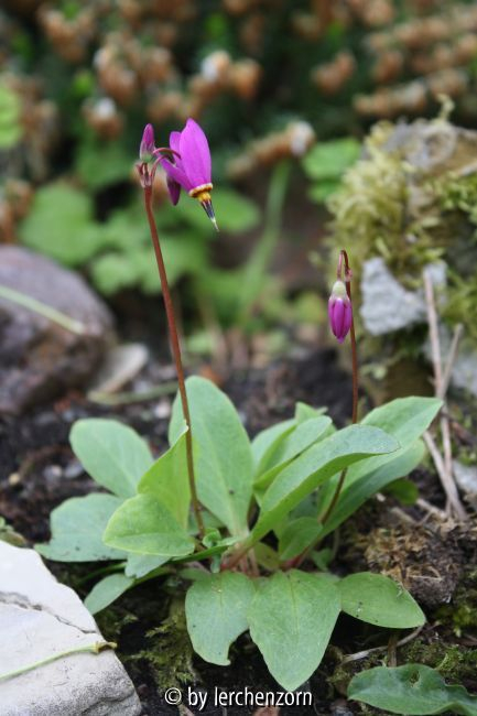 Dodecatheon cf. pulchellum