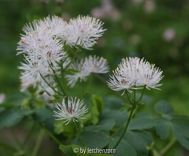 Thalictrum aquilegifolium